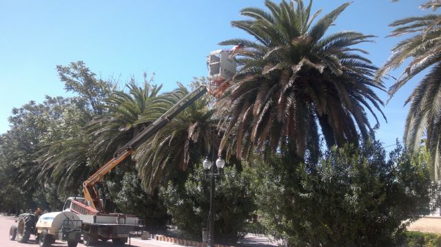 En estos momentos el foco detectado en Jumilla de Picudo Rojo (Rhynchophorus ferrugineus) se encuentra controlado - 3, Foto 3