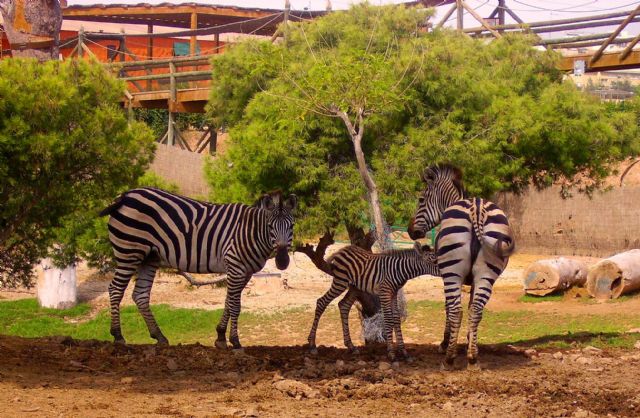 Aumenta el número de animales en la sabana africana de Terra Natura Murcia con el nacimiento de dos cebras - 1, Foto 1