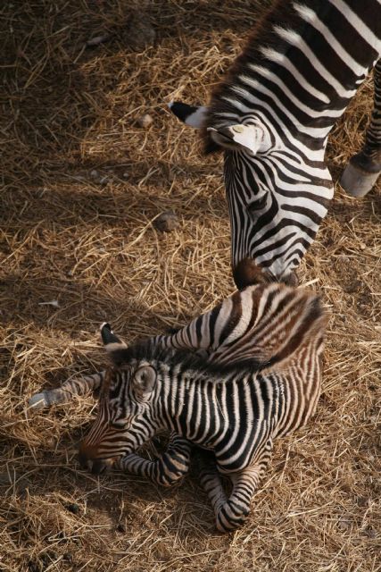 Aumenta el número de animales en la sabana africana de Terra Natura Murcia con el nacimiento de dos cebras - 2, Foto 2