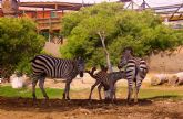 Aumenta el número de animales en la sabana africana de Terra Natura Murcia con el nacimiento de dos cebras