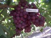 GRUVENTA comienza su campaña de uva de mesa murciana