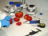 Agricultura desarrolla un proyecto para conseguir tomates de alta calidad