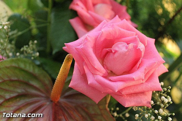 El PSOE luchar para que el IVA no aumente en el sector de la flor y plantas ornamentales, Foto 1
