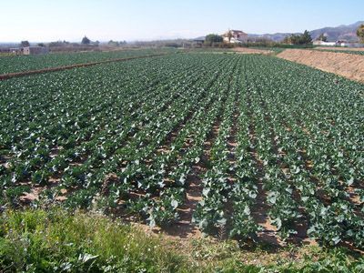 La concejalía de Agricultura promoverá un listado de personas disponibles para la realización de tareas agrícolas - 1, Foto 1