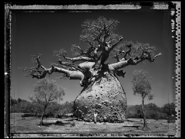 La fotógrafa Elaine Ling expone por vez primera en España en La Mar de Músicas con un recorrido por África a través de los baobabs - 1, Foto 1