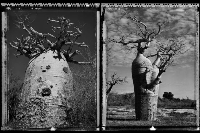 La fotógrafa Elaine Ling expone por vez primera en España en La Mar de Músicas con un recorrido por África a través de los baobabs - 2, Foto 2