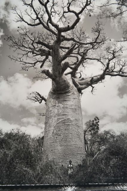 Baobabs flotantes en El Batel - 1, Foto 1
