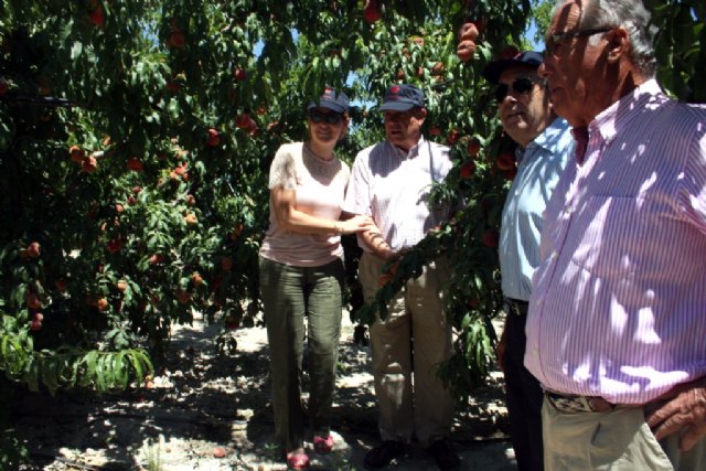 Cerdá resalta el interés del sector agrícola por introducir nuevas variedades de frutas más tempranas como demanda el mercado - 1, Foto 1