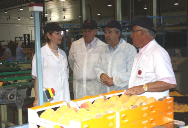 Cerdá resalta el interés del sector agrícola por introducir nuevas variedades de frutas más tempranas como demanda el mercado - 2, Foto 2