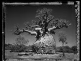 La fotógrafa Elaine Ling expone por vez primera en España en La Mar de Músicas con un recorrido por África a través de los baobabs