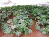 Agricultura fomenta los complementos de verde y de flor como alternativa a la crisis del clavel en la comarca del Alto Guadalentín