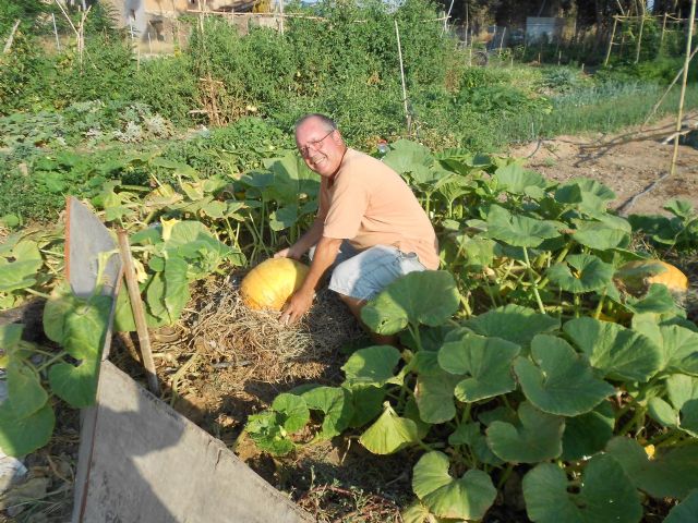 36 kilos de calabaza - 1, Foto 1