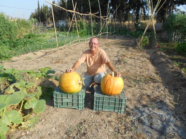 36 kilos de calabaza - 2, Foto 2