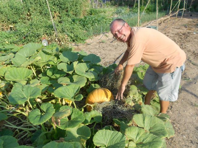 36 kilos de calabaza - 3, Foto 3