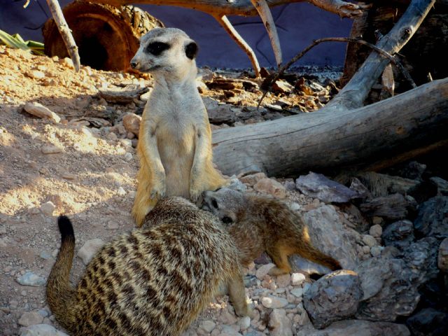 Terra Natura Murcia registra el primer nacimiento en cautividad de suricatas en sus instalaciones - 1, Foto 1