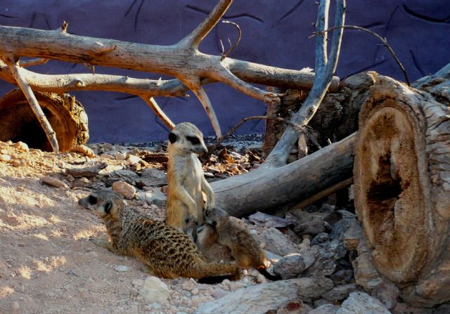 Terra Natura Murcia registra el primer nacimiento en cautividad de suricatas en sus instalaciones - 2, Foto 2