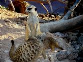 Terra Natura Murcia registra el primer nacimiento en cautividad de suricatas en sus instalaciones