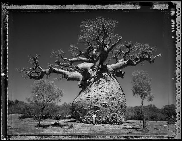 La exposición de Elaine Ling sobre los baobabs, abierta en agosto - 1, Foto 1