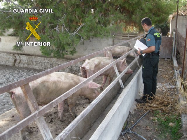La guardia civil inmoviliza una explotación de cerdos en estado de abandono - 1, Foto 1