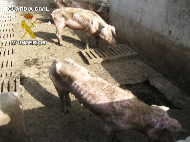 La guardia civil inmoviliza una explotación de cerdos en estado de abandono - 2, Foto 2