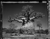 La exposición de Elaine Ling sobre los baobabs, abierta en agosto