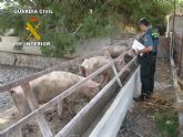 La guardia civil inmoviliza una explotación de cerdos en estado de abandono