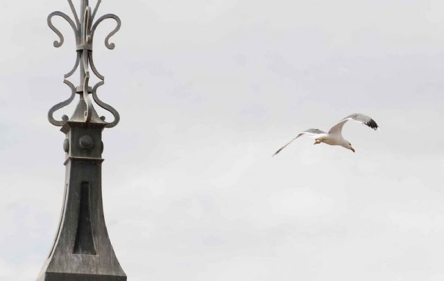Disminuye la presencia de gaviotas en la ciudad - 2, Foto 2