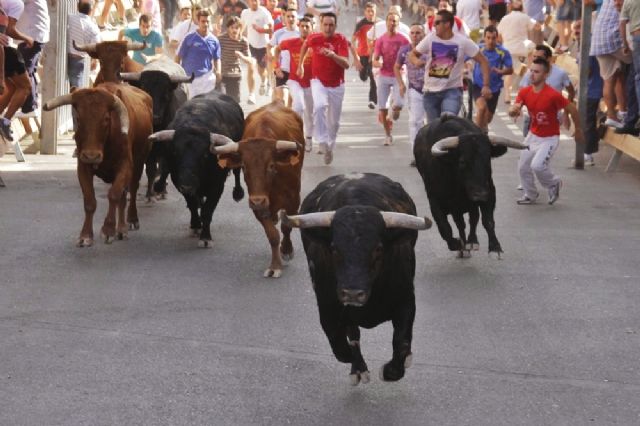 Rápido y limpio el primer encierro de las Fiestas de San Zenón de Cehegín - 2, Foto 2