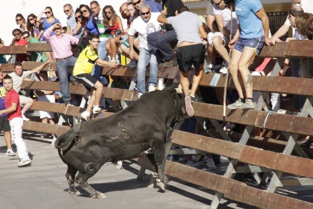 Largo y peligroso el tercer y último encierro de las Fiestas de San Zenón de Cehegín - 1, Foto 1