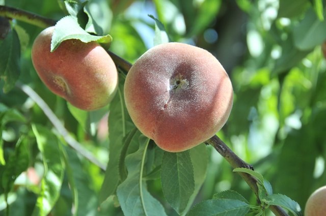 Agricultura considera la reconversión de frutales una iniciativa clave para mantener la competitividad en un sector muy dinámico - 1, Foto 1