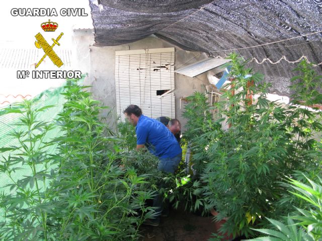 La Guardia Civil detiene a cuatro personas por cultivo de marihuana - 2, Foto 2