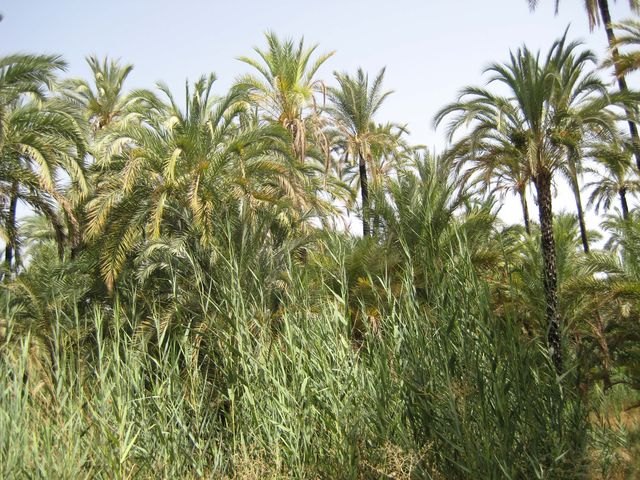El Grupo Socialista advierte del riesgo de incendios en el palmeral de Santiago y Zaraiche  y lamenta su total abandono - 1, Foto 1