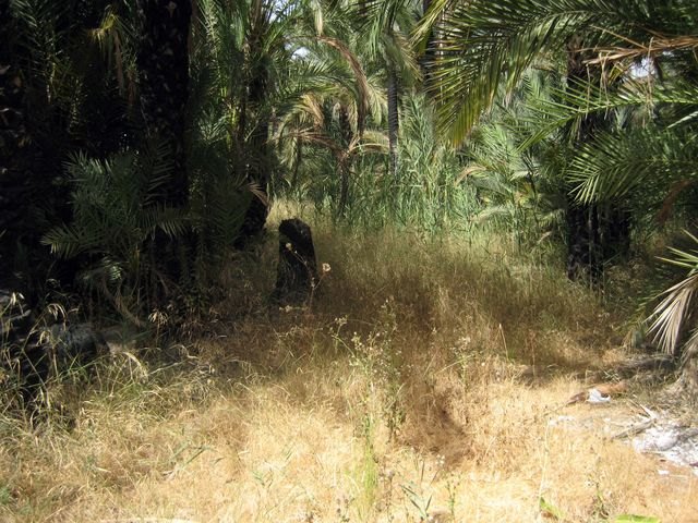 El Grupo Socialista advierte del riesgo de incendios en el palmeral de Santiago y Zaraiche  y lamenta su total abandono - 2, Foto 2