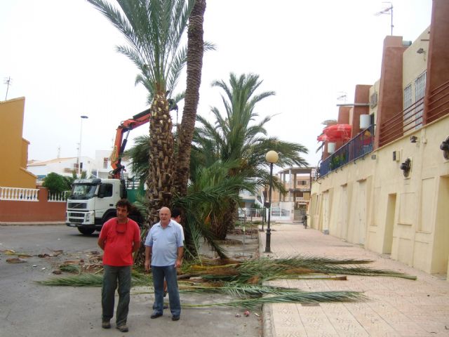 El ayuntamiento examina 250 palmeras datileras para luchar contra el picudo rojo, Foto 1