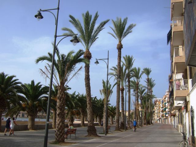 El ayuntamiento examina 250 palmeras datileras para luchar contra el picudo rojo, Foto 2