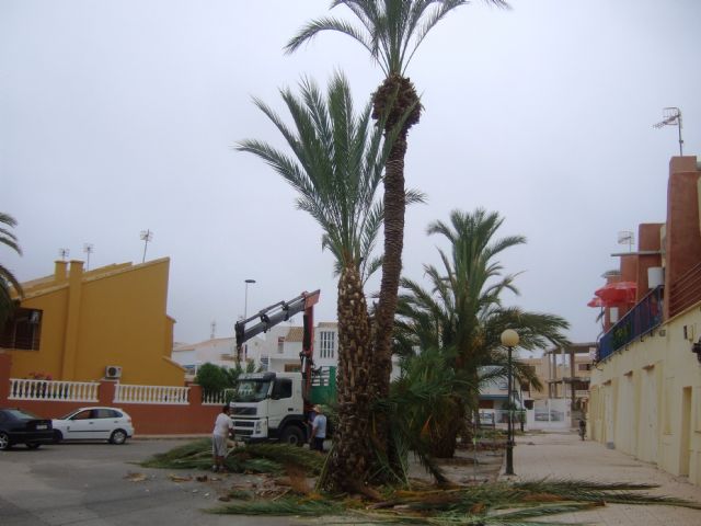 El ayuntamiento examina 250 palmeras datileras para luchar contra el picudo rojo, Foto 3