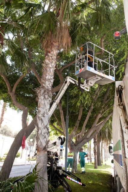 El Ayuntamiento poda 1.500 palmeras para evitar caída de hojas y dátiles a la vía pública - 2, Foto 2