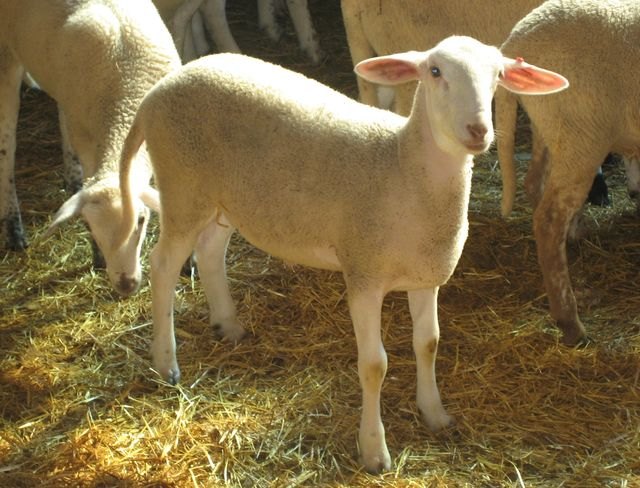Agricultura obtiene un pienso con extracto de romero que mejora la calidad de la carne de cordero y prolonga su vida útil - 1, Foto 1