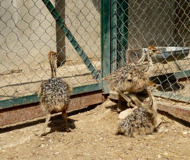 Terra Natura Murcia celebra el nacimiento en cautividad de tres avestruces en sus instalaciones - 1, Foto 1