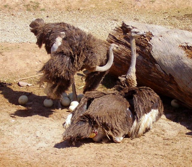 Terra Natura Murcia celebra el nacimiento en cautividad de tres avestruces en sus instalaciones - 2, Foto 2
