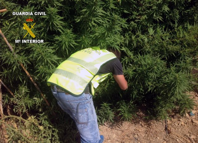 La Guardia Civil desarticula dos puntos de produccin y distribucin de marihuana, Foto 1