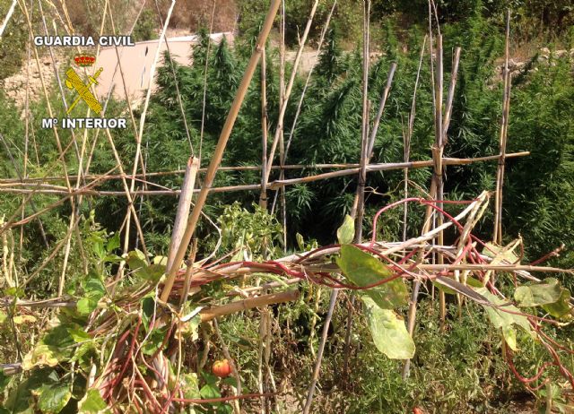 La Guardia Civil desarticula dos puntos de produccin y distribucin de marihuana, Foto 2