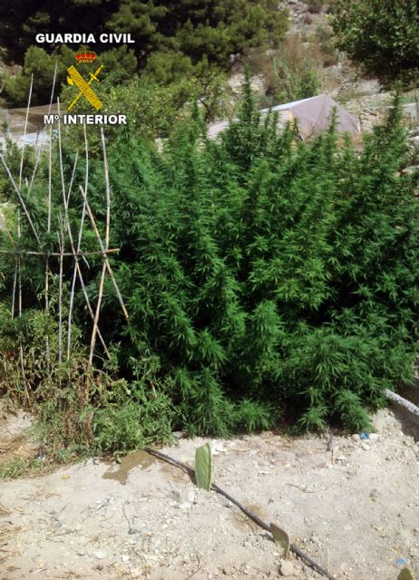 La Guardia Civil desarticula dos puntos de produccin y distribucin de marihuana, Foto 3