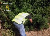 La Guardia Civil desarticula dos puntos de produccin y distribucin de marihuana