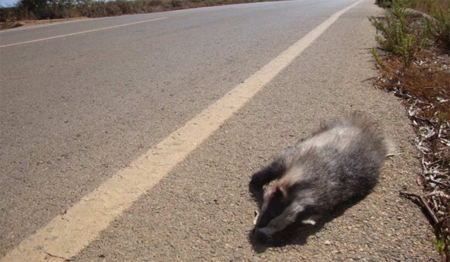 Tejón atropellado el pasado día 02 de septiembre en la carretera de Los Nietos a Los Urrutias, junto al Paisaje Protegido de Lo Poyo / ANSE, Foto 1
