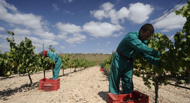 Bodegas luzón acerca la vendimia a sus consumidores - 2, Foto 2