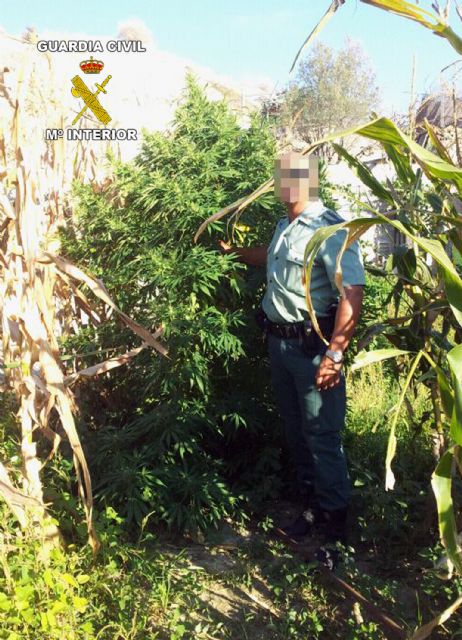 La Guardia Civil desmantela un punto de producción y distribución de marihuana - 1, Foto 1
