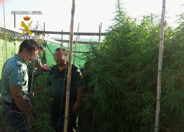 La Guardia Civil desmantela un punto de producción y distribución de marihuana - 2, Foto 2