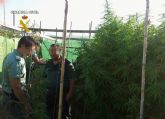 La Guardia Civil desmantela un punto de producción y distribución de marihuana