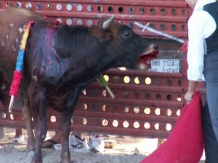 Las Becerradas de Algemesí - 1, Foto 1